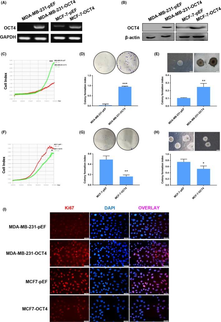 https://cdn.ncbi.nlm.nih.gov/pmc/blobs/f788/6668970/58a58bfbdbec/CPR-52-e12612-g002.jpg