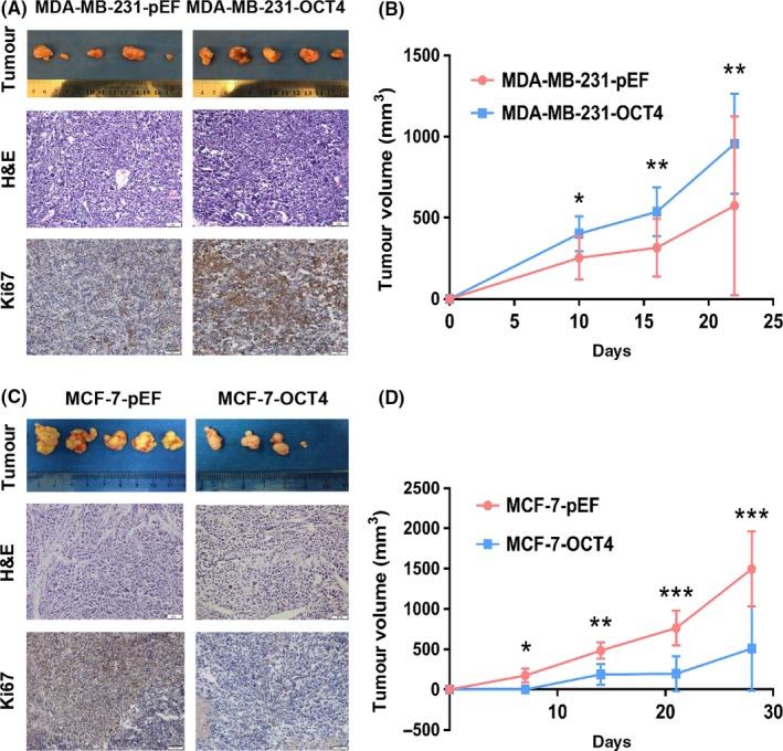 https://cdn.ncbi.nlm.nih.gov/pmc/blobs/f788/6668970/7a93aa2558fc/CPR-52-e12612-g003.jpg
