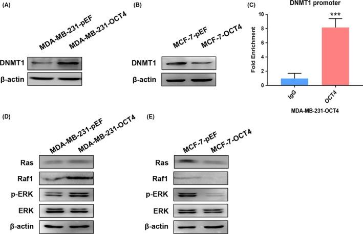 https://cdn.ncbi.nlm.nih.gov/pmc/blobs/f788/6668970/f70c8749ba7b/CPR-52-e12612-g004.jpg