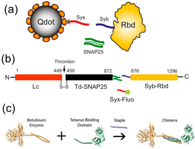 https://cdn.ncbi.nlm.nih.gov/pmc/blobs/f788/9776023/1aa9c959dc1a/biomolecules-12-01779-g005.jpg