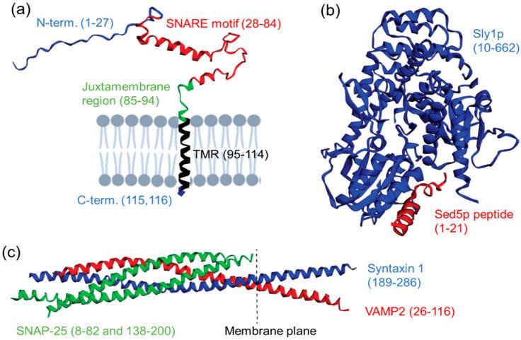 https://cdn.ncbi.nlm.nih.gov/pmc/blobs/f788/9776023/a67f3f2b188d/biomolecules-12-01779-g001.jpg