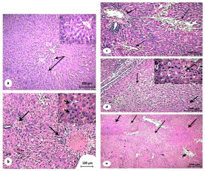https://cdn.ncbi.nlm.nih.gov/pmc/blobs/f789/7830090/9080e4a32d5a/pathogens-10-00059-g007.jpg