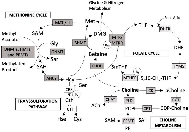 https://cdn.ncbi.nlm.nih.gov/pmc/blobs/f78a/11174651/2a5e3fb30892/nutrients-16-01767-g002.jpg