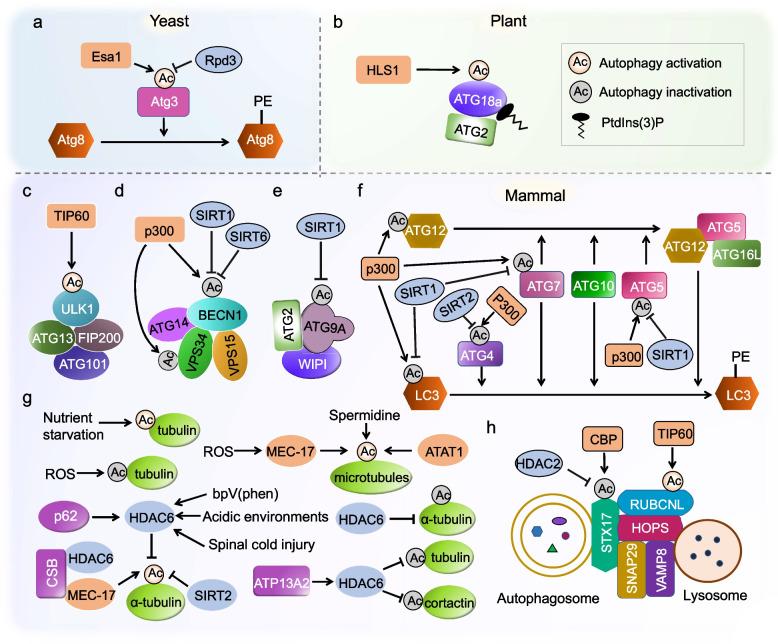https://cdn.ncbi.nlm.nih.gov/pmc/blobs/f78a/11740868/02a4e64aba09/44307_2024_27_Fig1_HTML.jpg