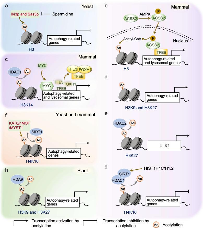 https://cdn.ncbi.nlm.nih.gov/pmc/blobs/f78a/11740868/4b96e2f0285a/44307_2024_27_Fig2_HTML.jpg