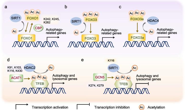 https://cdn.ncbi.nlm.nih.gov/pmc/blobs/f78a/11740868/9b4c0010bf1d/44307_2024_27_Fig3_HTML.jpg