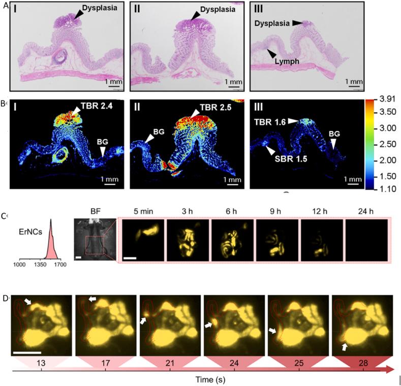 https://cdn.ncbi.nlm.nih.gov/pmc/blobs/f791/10750080/79c484f812aa/gr3.jpg