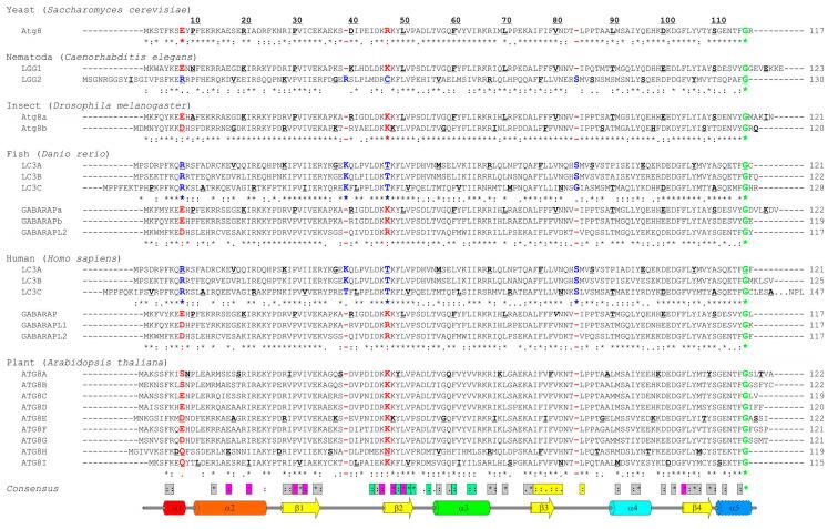 https://cdn.ncbi.nlm.nih.gov/pmc/blobs/f791/7564214/1cb64a24faa4/cells-09-02008-g002.jpg