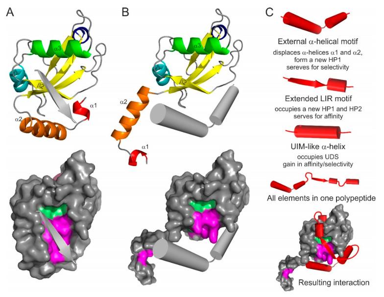 https://cdn.ncbi.nlm.nih.gov/pmc/blobs/f791/7564214/56a22248bf89/cells-09-02008-g005.jpg