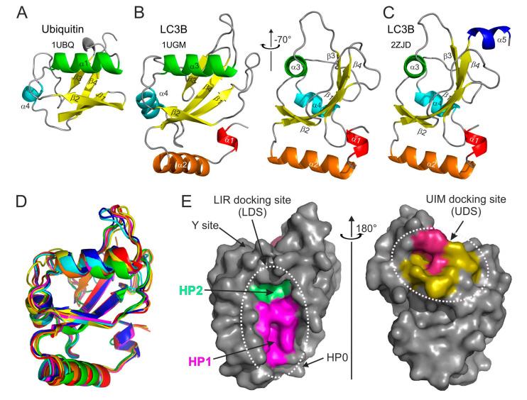 https://cdn.ncbi.nlm.nih.gov/pmc/blobs/f791/7564214/d4f8750bded2/cells-09-02008-g001.jpg