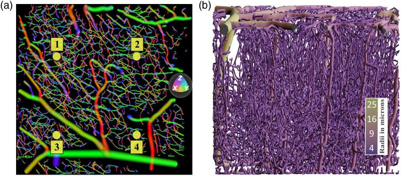 https://cdn.ncbi.nlm.nih.gov/pmc/blobs/f792/8968074/9177e7c36bca/JBO-027-083011-g001.jpg