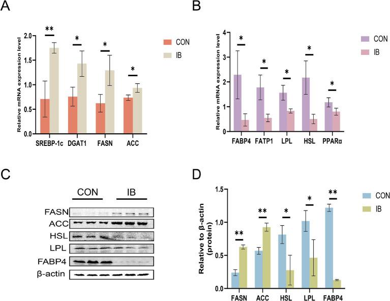 https://cdn.ncbi.nlm.nih.gov/pmc/blobs/f796/12081365/69e5981437a3/fvets-12-1565216-g003.jpg