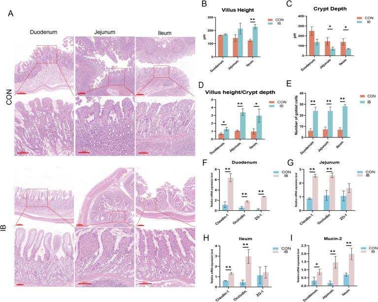 https://cdn.ncbi.nlm.nih.gov/pmc/blobs/f796/12081365/a20367b19812/fvets-12-1565216-g002.jpg