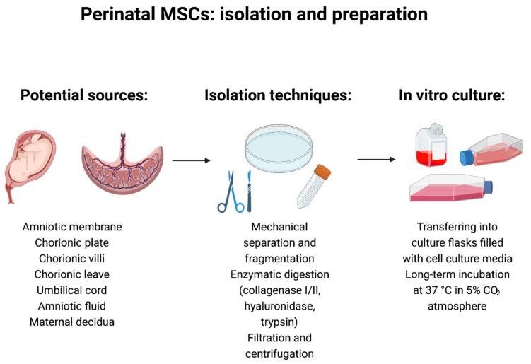 https://cdn.ncbi.nlm.nih.gov/pmc/blobs/f797/8699543/a131e06d131f/cells-10-03278-g002.jpg