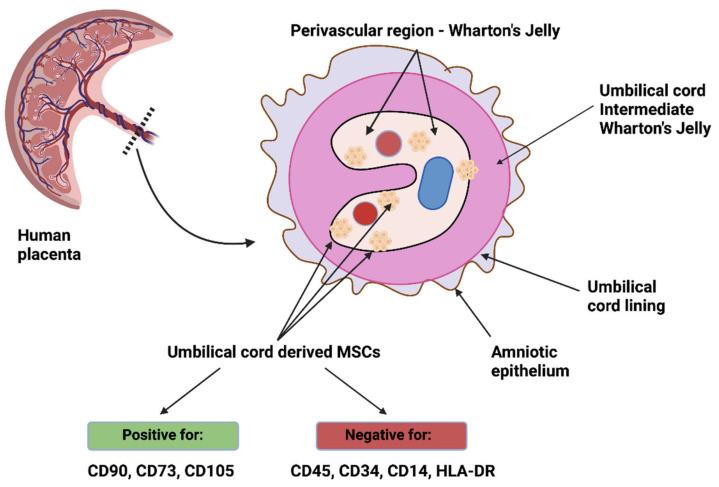 https://cdn.ncbi.nlm.nih.gov/pmc/blobs/f797/8699543/e578ab2c4bbe/cells-10-03278-g003.jpg