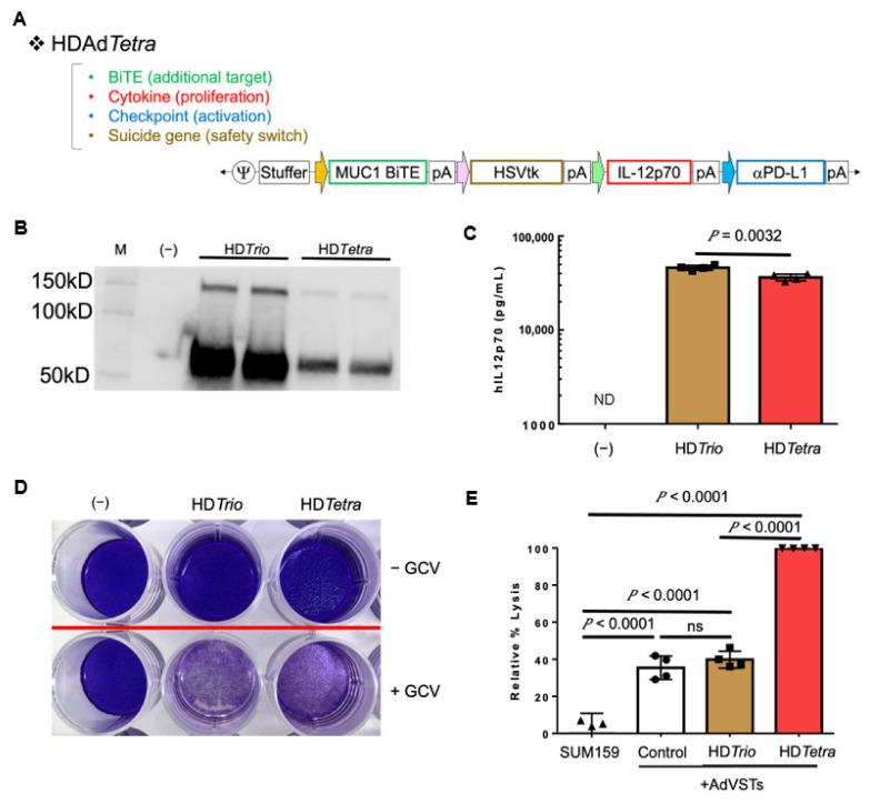 https://cdn.ncbi.nlm.nih.gov/pmc/blobs/f797/9179443/116d554457f0/cancers-14-02769-g005.jpg