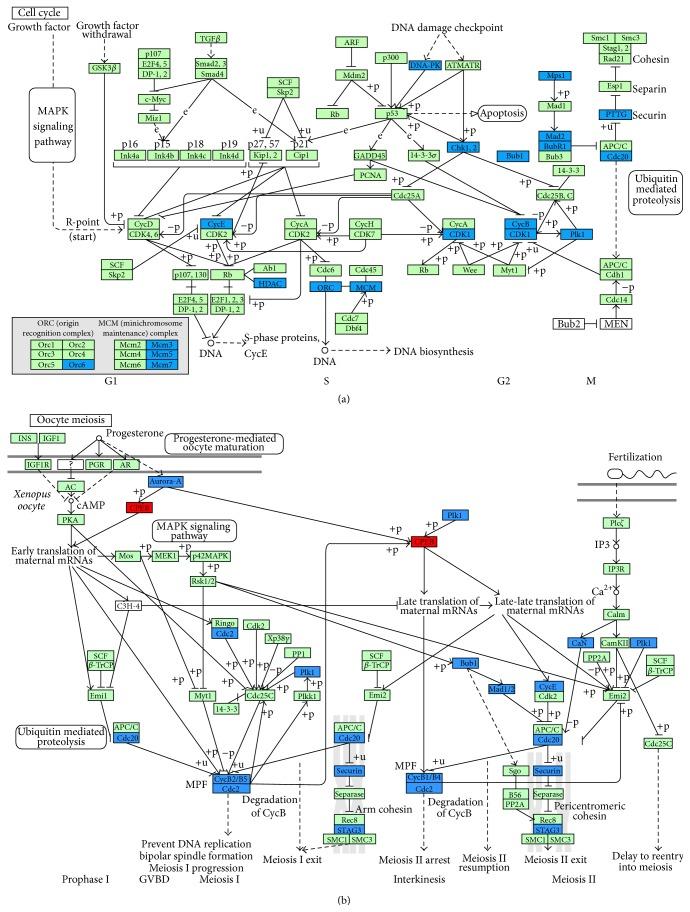 https://cdn.ncbi.nlm.nih.gov/pmc/blobs/f799/4571527/8e748bfa50c9/BMRI2015-625192.006.jpg