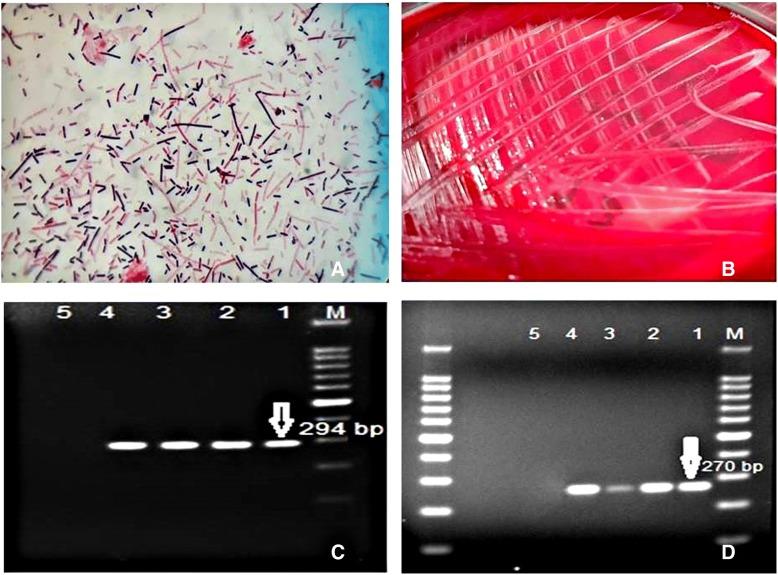 https://cdn.ncbi.nlm.nih.gov/pmc/blobs/f79c/6299590/1bf2ed3a0555/12917_2018_1747_Fig2_HTML.jpg