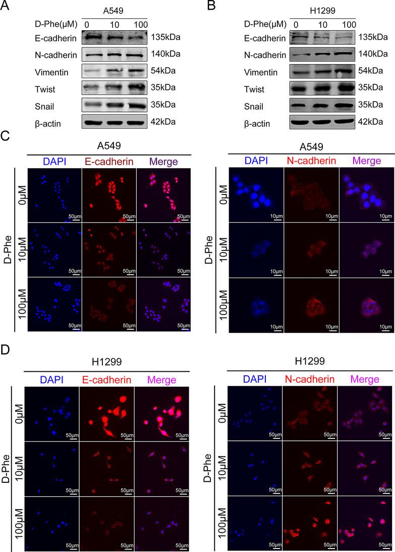 https://cdn.ncbi.nlm.nih.gov/pmc/blobs/f79d/12175366/83582a6bbe3e/12967_2025_6701_Fig4_HTML.jpg