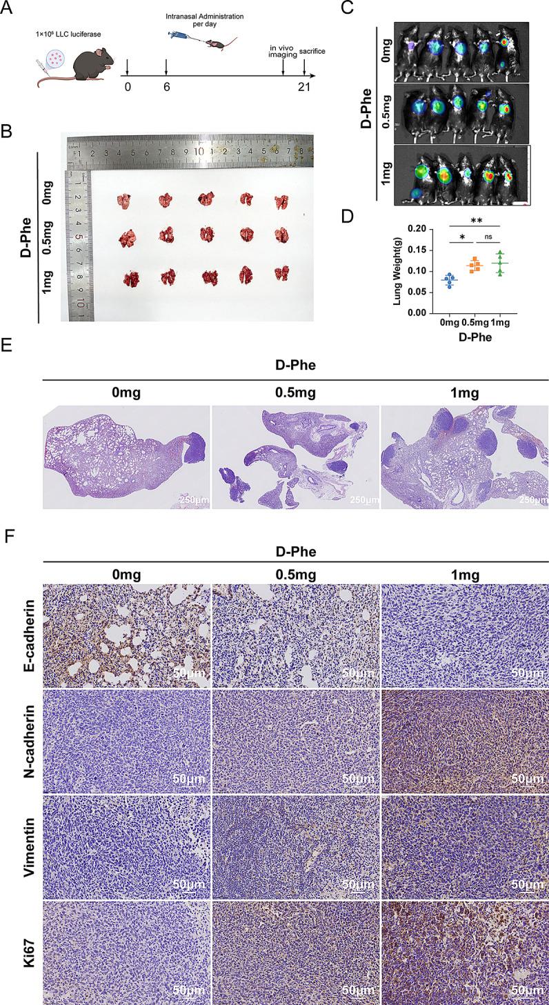 https://cdn.ncbi.nlm.nih.gov/pmc/blobs/f79d/12175366/cc10aab4799b/12967_2025_6701_Fig5_HTML.jpg
