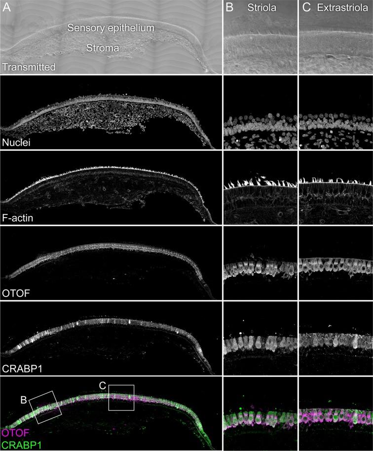 https://cdn.ncbi.nlm.nih.gov/pmc/blobs/f79e/6855842/4416fddc8360/elife-50777-fig3-figsupp2.jpg