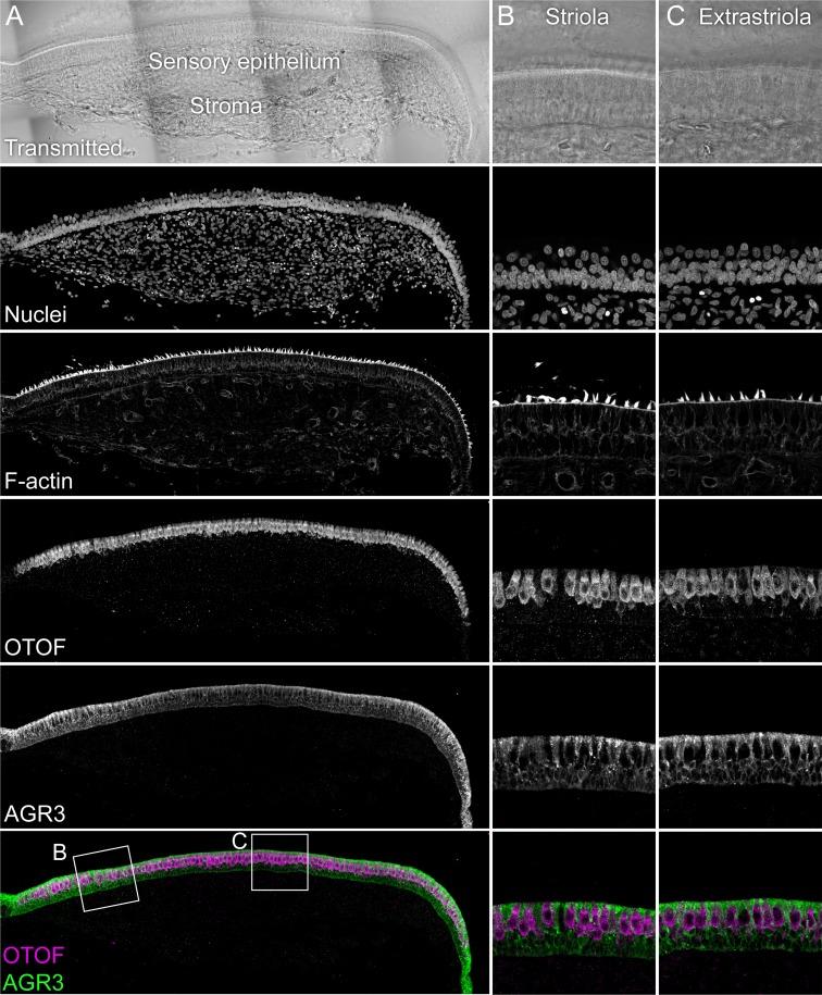 https://cdn.ncbi.nlm.nih.gov/pmc/blobs/f79e/6855842/ab43a0856409/elife-50777-fig3-figsupp1.jpg