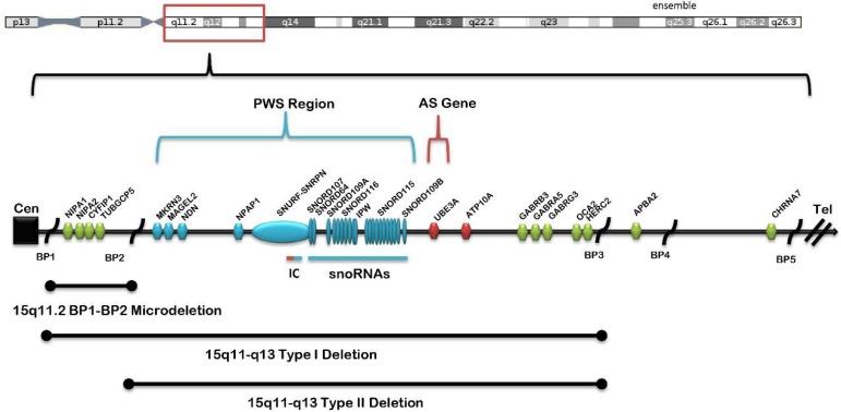 https://cdn.ncbi.nlm.nih.gov/pmc/blobs/f7a0/6627575/20426a4c7967/ijms-20-02914-g001.jpg