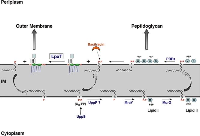 https://cdn.ncbi.nlm.nih.gov/pmc/blobs/f7a1/2229476/2ee2872d52ec/mmi0067-0264-f1.jpg