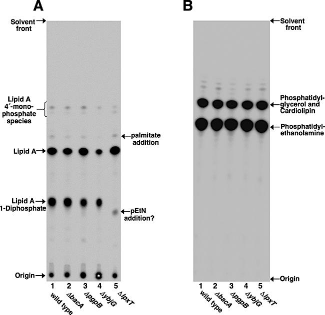 https://cdn.ncbi.nlm.nih.gov/pmc/blobs/f7a1/2229476/642a2f866d52/mmi0067-0264-f3.jpg