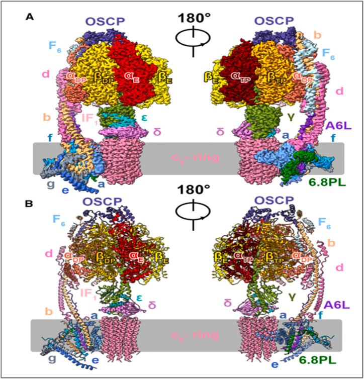 https://cdn.ncbi.nlm.nih.gov/pmc/blobs/f7a3/10722325/cbe0491da441/gr1.jpg