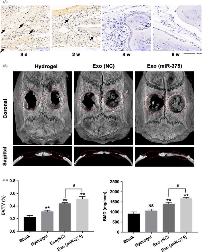 https://cdn.ncbi.nlm.nih.gov/pmc/blobs/f7a5/6797519/87e4a28ffb47/CPR-52-e12669-g006.jpg