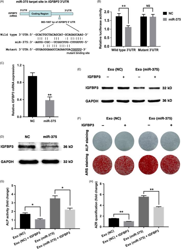 https://cdn.ncbi.nlm.nih.gov/pmc/blobs/f7a5/6797519/95bf5363bb7e/CPR-52-e12669-g004.jpg