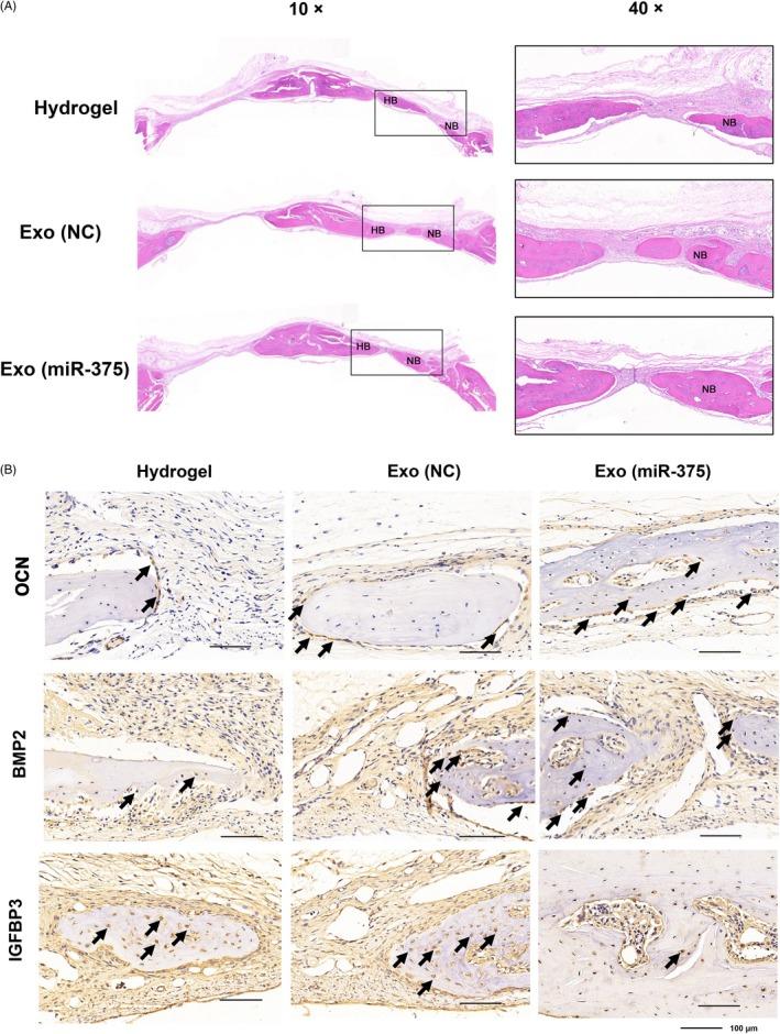 https://cdn.ncbi.nlm.nih.gov/pmc/blobs/f7a5/6797519/e80f09416fe7/CPR-52-e12669-g007.jpg