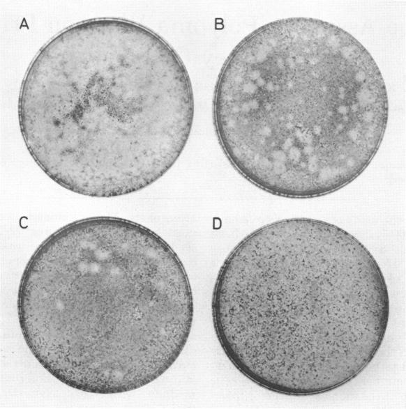 https://cdn.ncbi.nlm.nih.gov/pmc/blobs/f7a6/379863/f4853a981c92/applmicro00033-0190-a.jpg