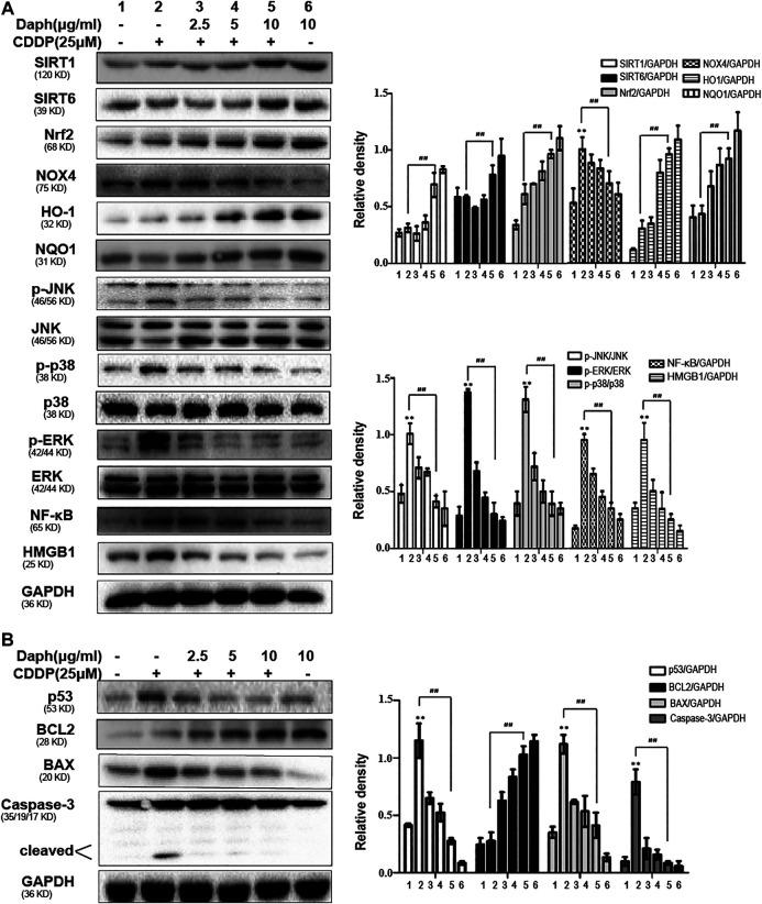 https://cdn.ncbi.nlm.nih.gov/pmc/blobs/f7a6/7753212/2595edcf9382/fphar-11-579178-g010.jpg