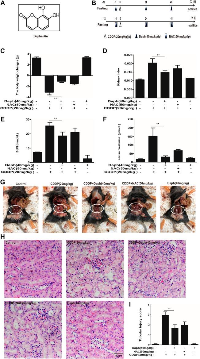 https://cdn.ncbi.nlm.nih.gov/pmc/blobs/f7a6/7753212/7994d7305f17/fphar-11-579178-g002.jpg