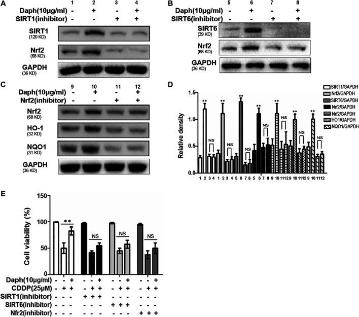 https://cdn.ncbi.nlm.nih.gov/pmc/blobs/f7a6/7753212/7f8a2bd0e542/fphar-11-579178-g009.jpg