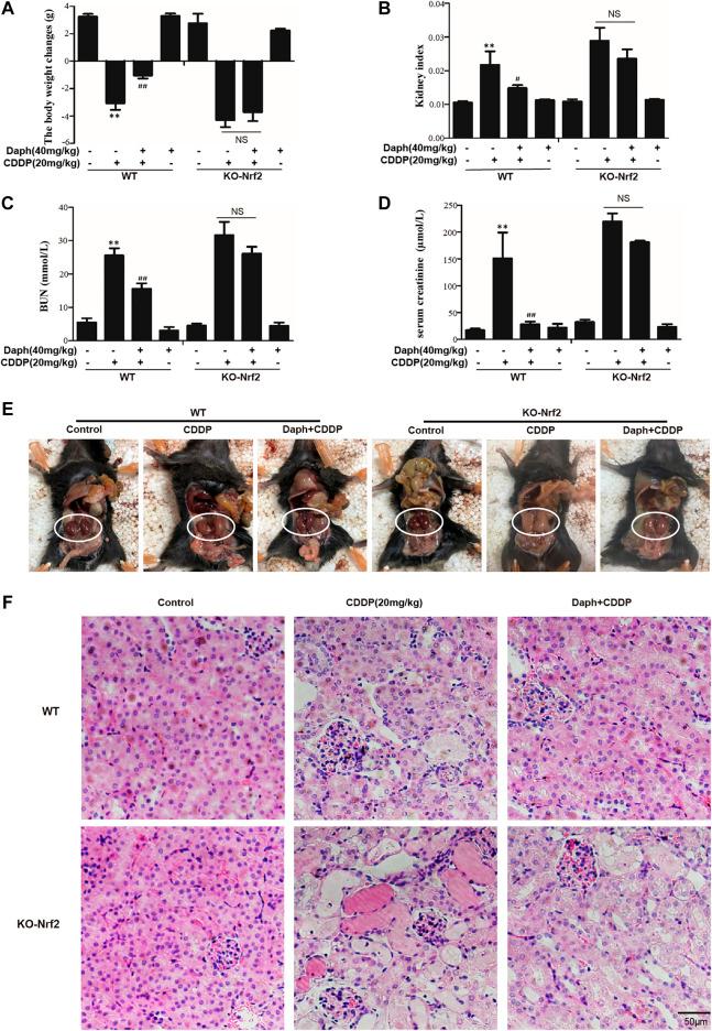 https://cdn.ncbi.nlm.nih.gov/pmc/blobs/f7a6/7753212/a96c8e86e6f2/fphar-11-579178-g005.jpg