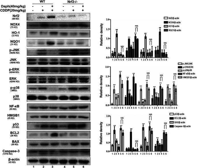 https://cdn.ncbi.nlm.nih.gov/pmc/blobs/f7a6/7753212/b6854ef08bab/fphar-11-579178-g006.jpg