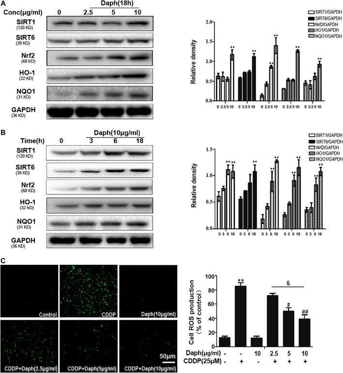 https://cdn.ncbi.nlm.nih.gov/pmc/blobs/f7a6/7753212/bf2756f25d3f/fphar-11-579178-g008.jpg