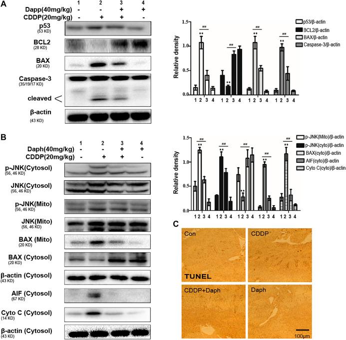https://cdn.ncbi.nlm.nih.gov/pmc/blobs/f7a6/7753212/d318ef2a2467/fphar-11-579178-g004.jpg
