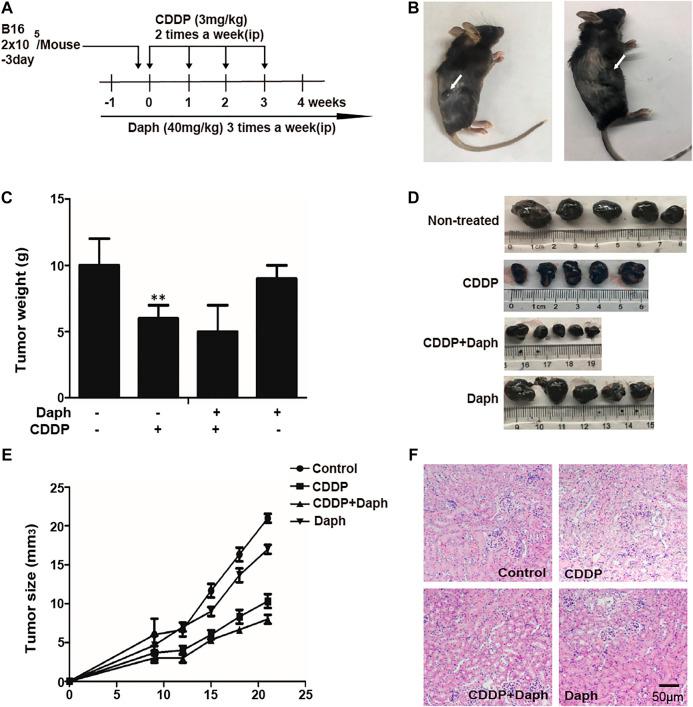 https://cdn.ncbi.nlm.nih.gov/pmc/blobs/f7a6/7753212/fcbdf234948e/fphar-11-579178-g012.jpg
