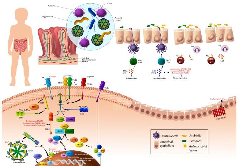 https://cdn.ncbi.nlm.nih.gov/pmc/blobs/f7a7/5793270/55fbdf9c2572/nutrients-10-00042-g001.jpg