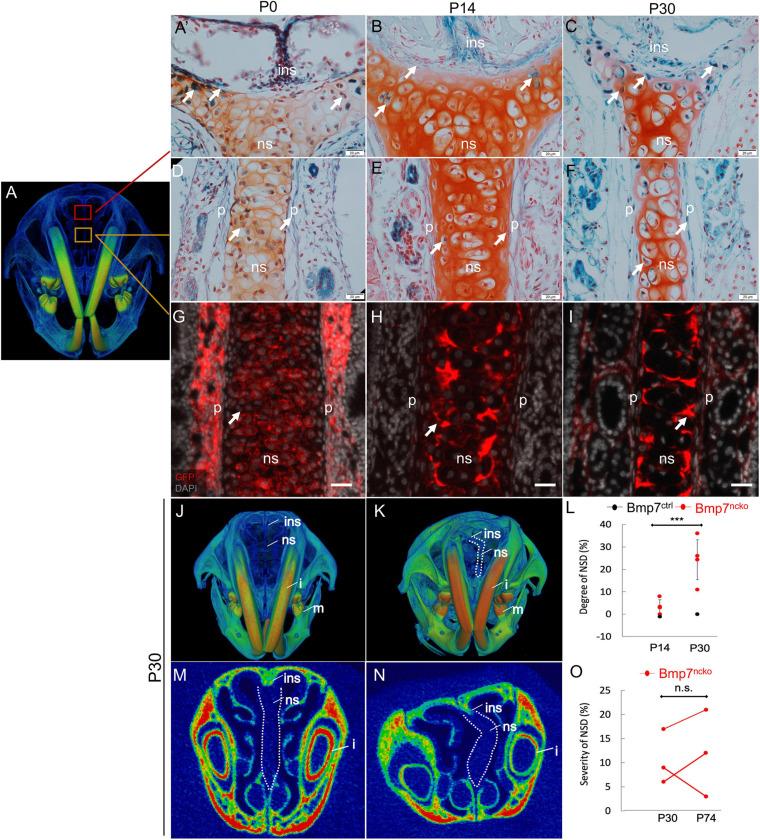 https://cdn.ncbi.nlm.nih.gov/pmc/blobs/f7a7/8265824/287b0249c345/fcell-09-696545-g001.jpg
