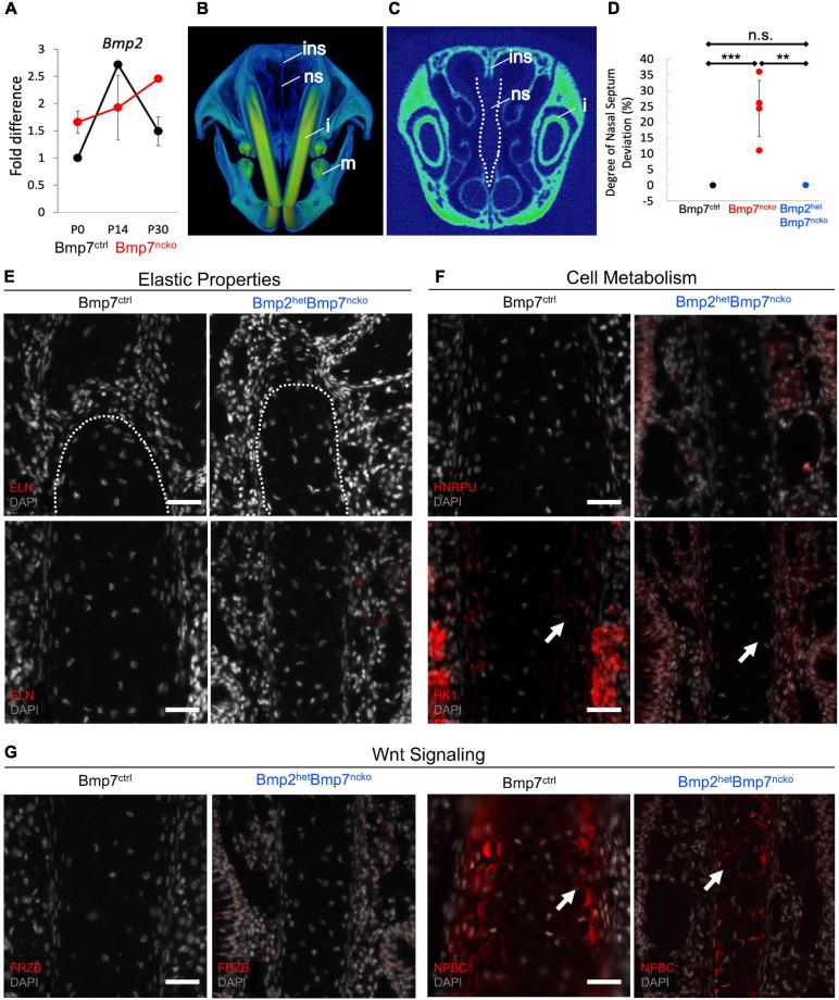 https://cdn.ncbi.nlm.nih.gov/pmc/blobs/f7a7/8265824/6bb59b7faee6/fcell-09-696545-g008.jpg