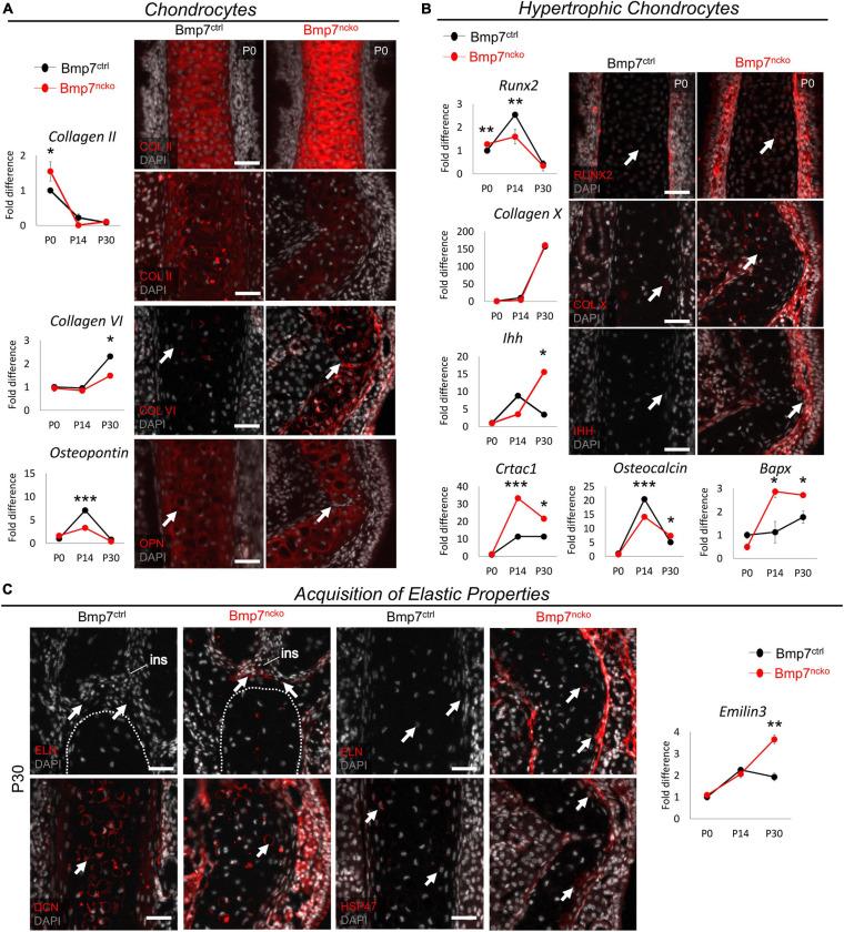 https://cdn.ncbi.nlm.nih.gov/pmc/blobs/f7a7/8265824/c209eb9a8c12/fcell-09-696545-g004.jpg