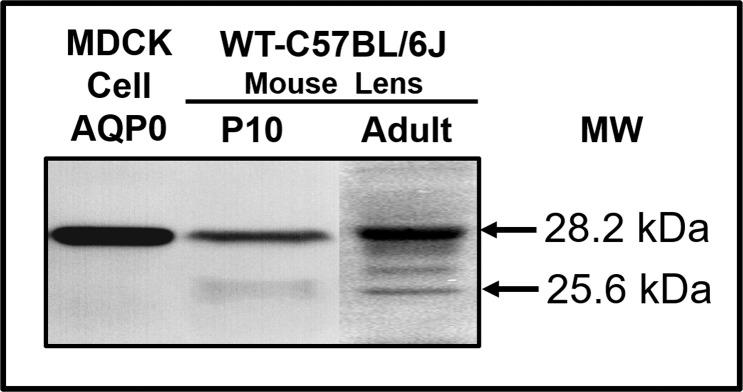 https://cdn.ncbi.nlm.nih.gov/pmc/blobs/f7a9/6397018/20efaacc99a6/i1552-5783-60-4-858-f08.jpg