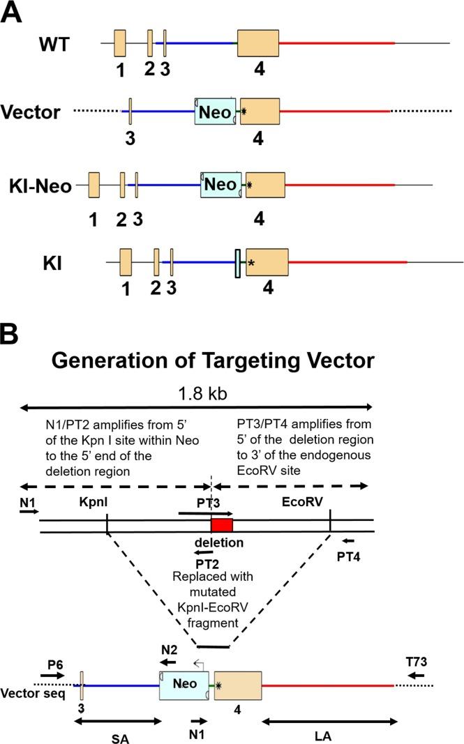 https://cdn.ncbi.nlm.nih.gov/pmc/blobs/f7a9/6397018/cb96ff87e8b5/i1552-5783-60-4-858-f01.jpg