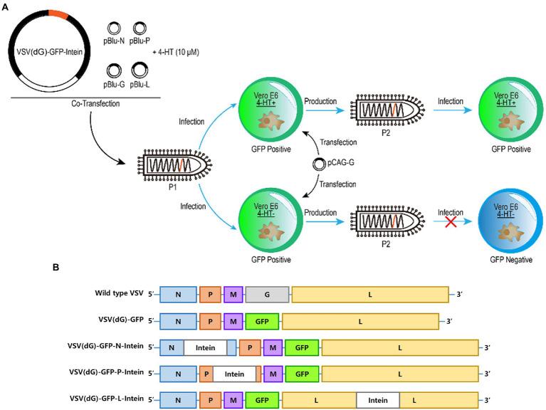 https://cdn.ncbi.nlm.nih.gov/pmc/blobs/f7aa/10040539/37b088d07185/fmicb-14-1112580-g001.jpg