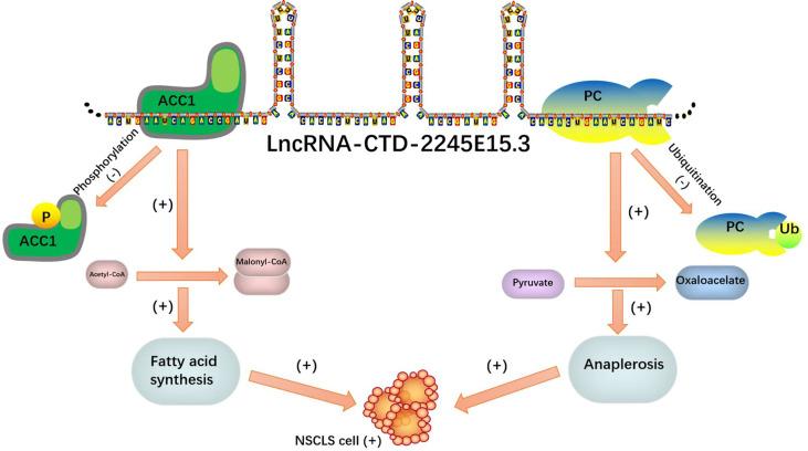 https://cdn.ncbi.nlm.nih.gov/pmc/blobs/f7b2/9704363/2835d9c5685b/fonc-12-1026257-g007.jpg